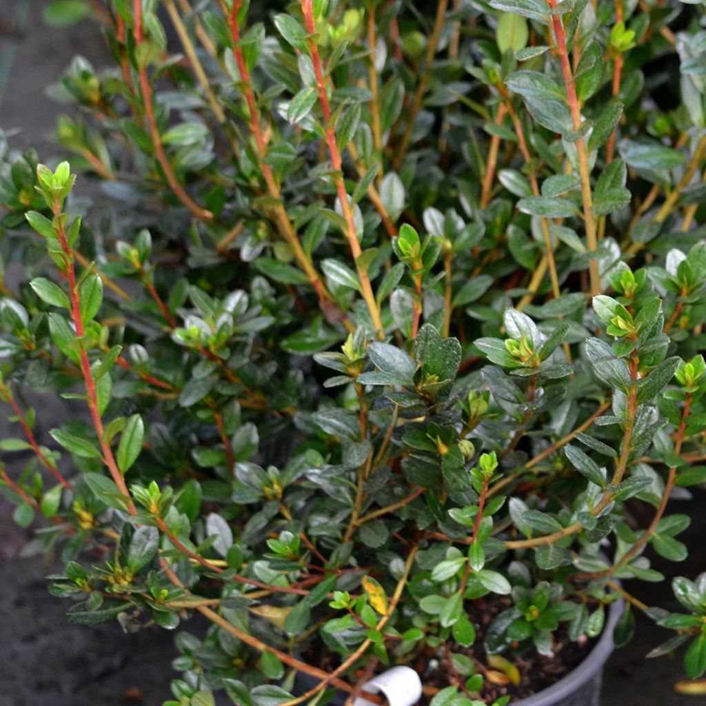 Rhododendron kaempferi Amoena - Japanese Azalea