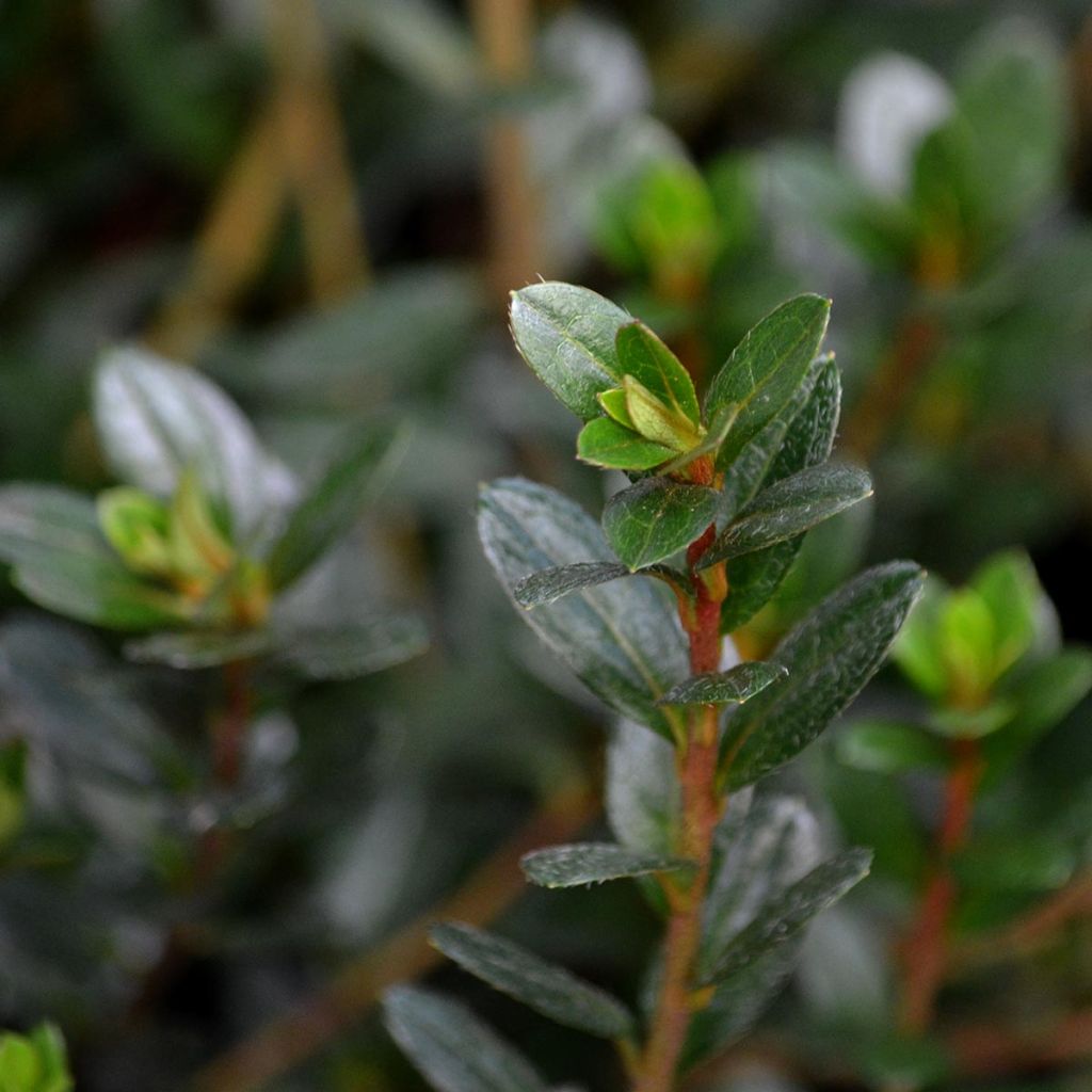 Rhododendron kaempferi Amoena - Japanese Azalea