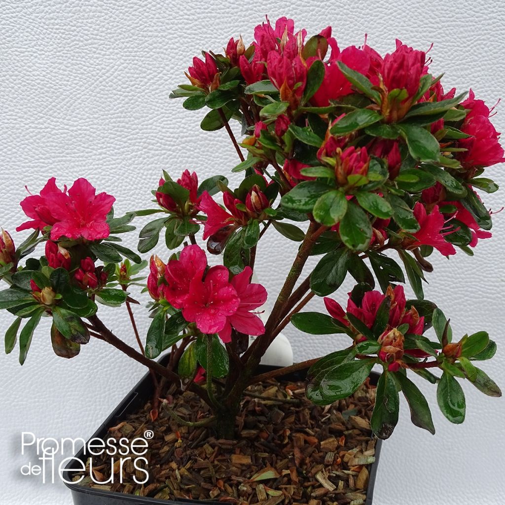 Japanese Azalea Hino-Crimson