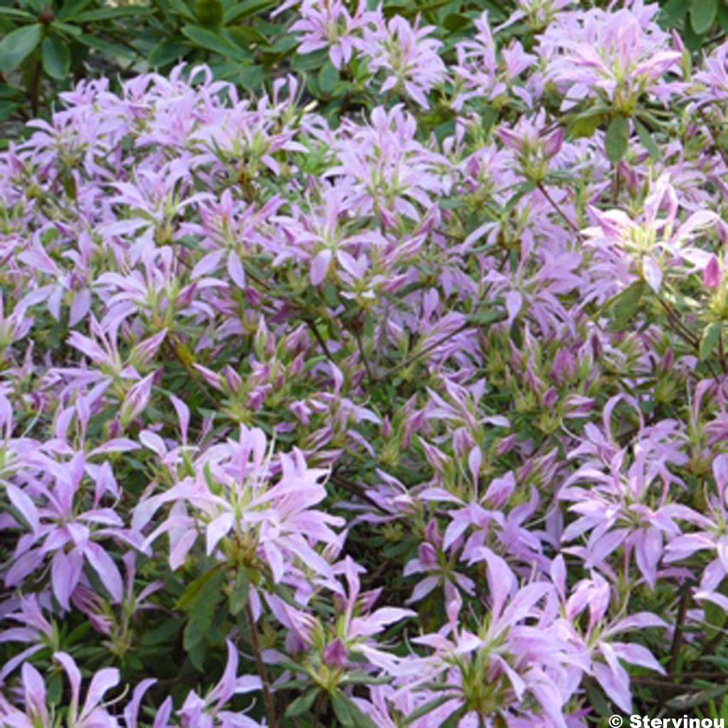 Rhododendron macrosepalum Koromo-shikibu - Large-sepaled Azalea