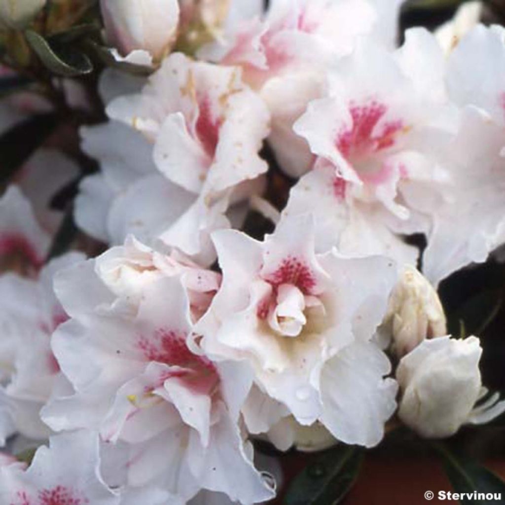Japanese azalea White Prince