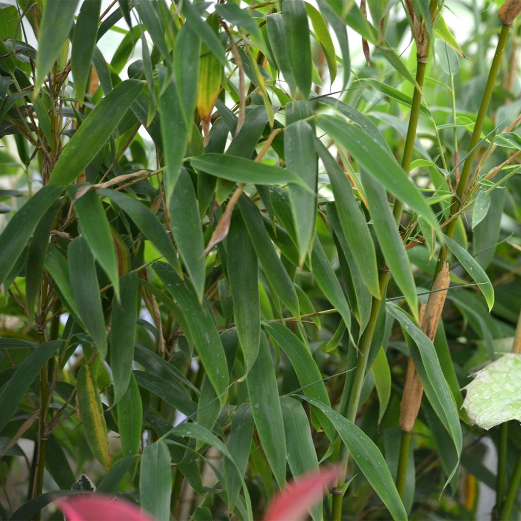 Fargesia murielae Jumbo
