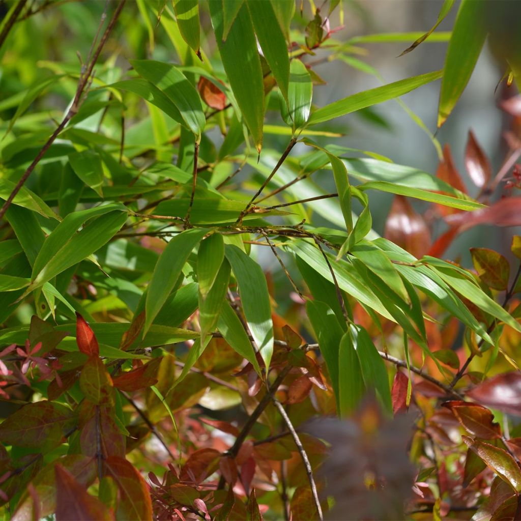 Black bamboo - Phyllostachys nigra