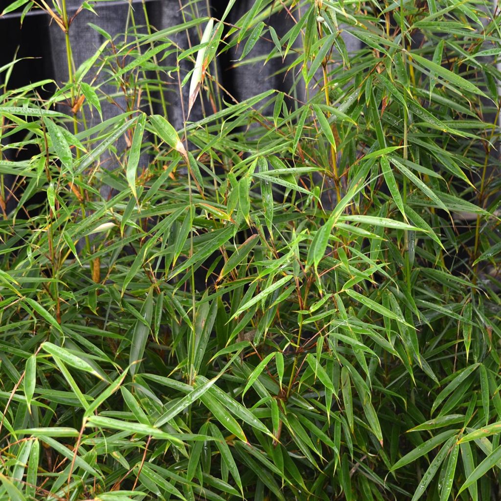 Fargesia robusta - Non-running Bamboo