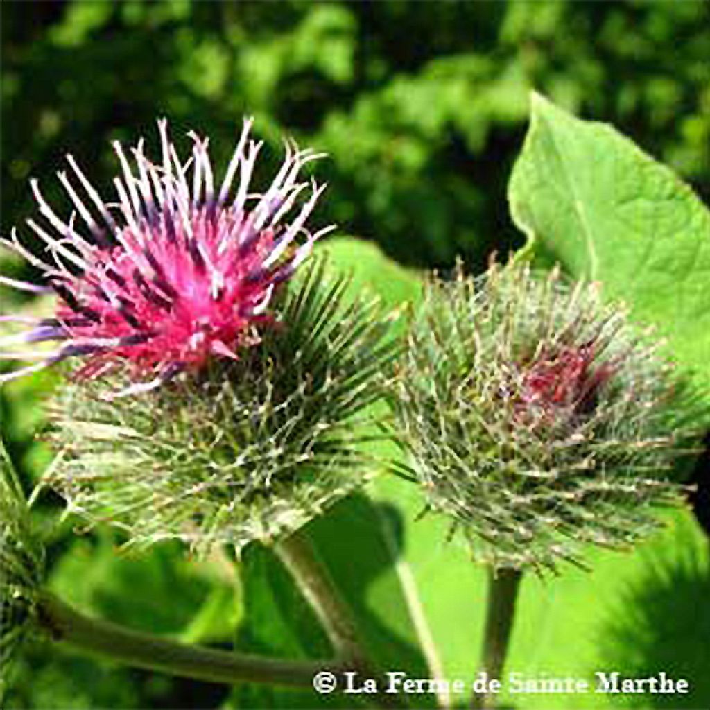 Burdock - Ferme de Sainte Marthe seeds