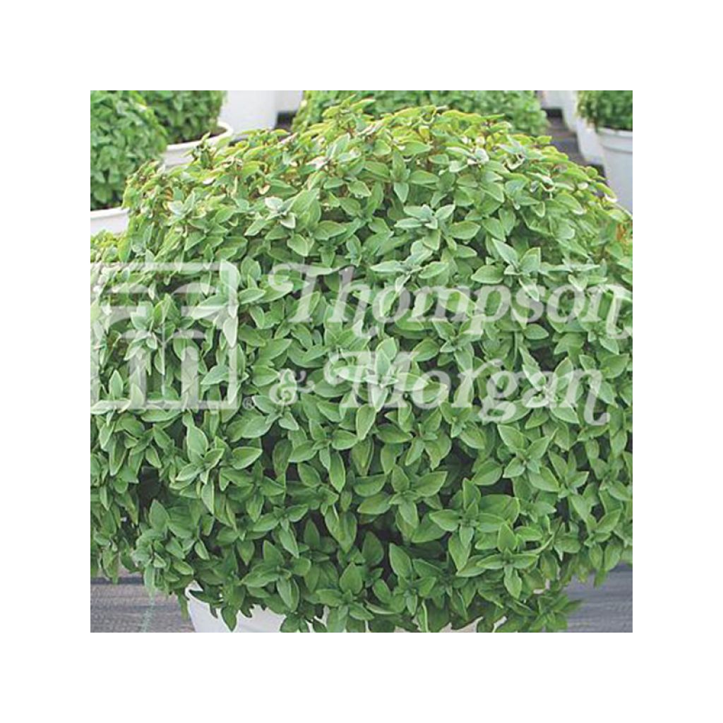 Aristotle Basil - Ocimum basilicum