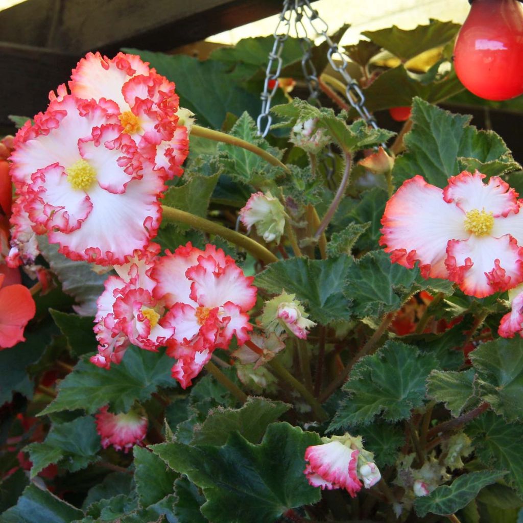Begonia crispa Marginata White-Red - Begonia bulbs