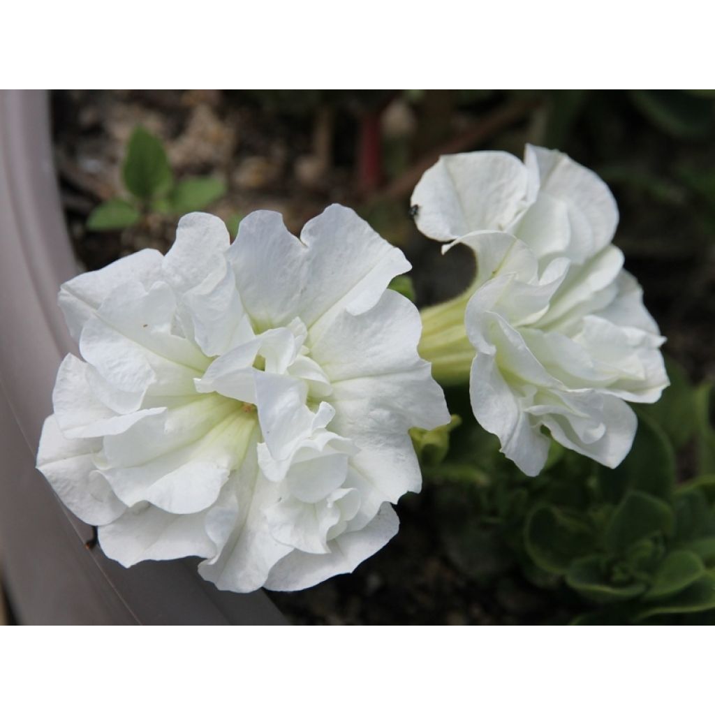 Petunia Tumbelina Diana Double White