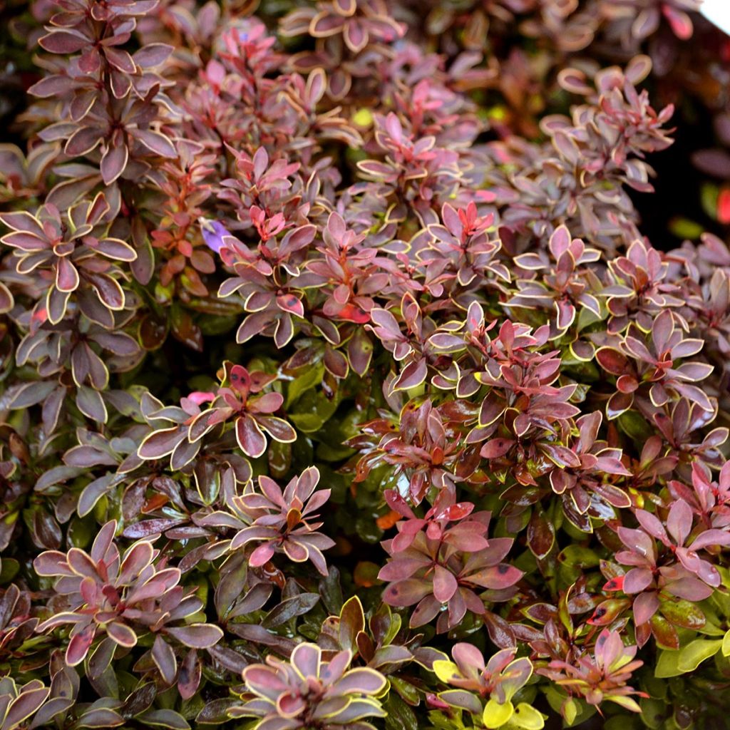 Berberis thunbergii Admiration - Barberry