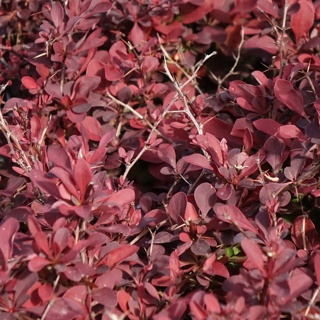 Berberis thunbergii Golden Ring