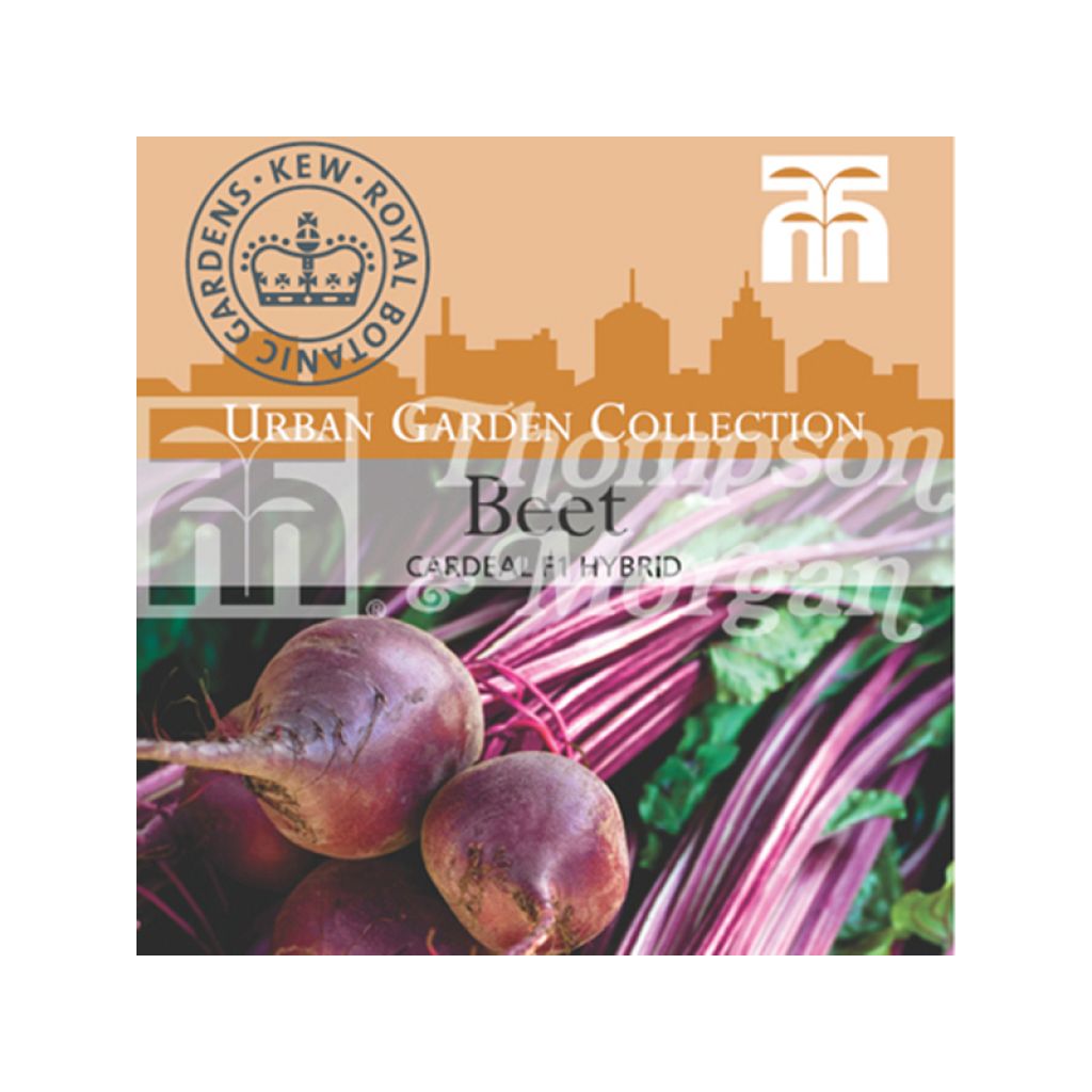 Cardeal F1 Red Beetroot - Beta vulgaris