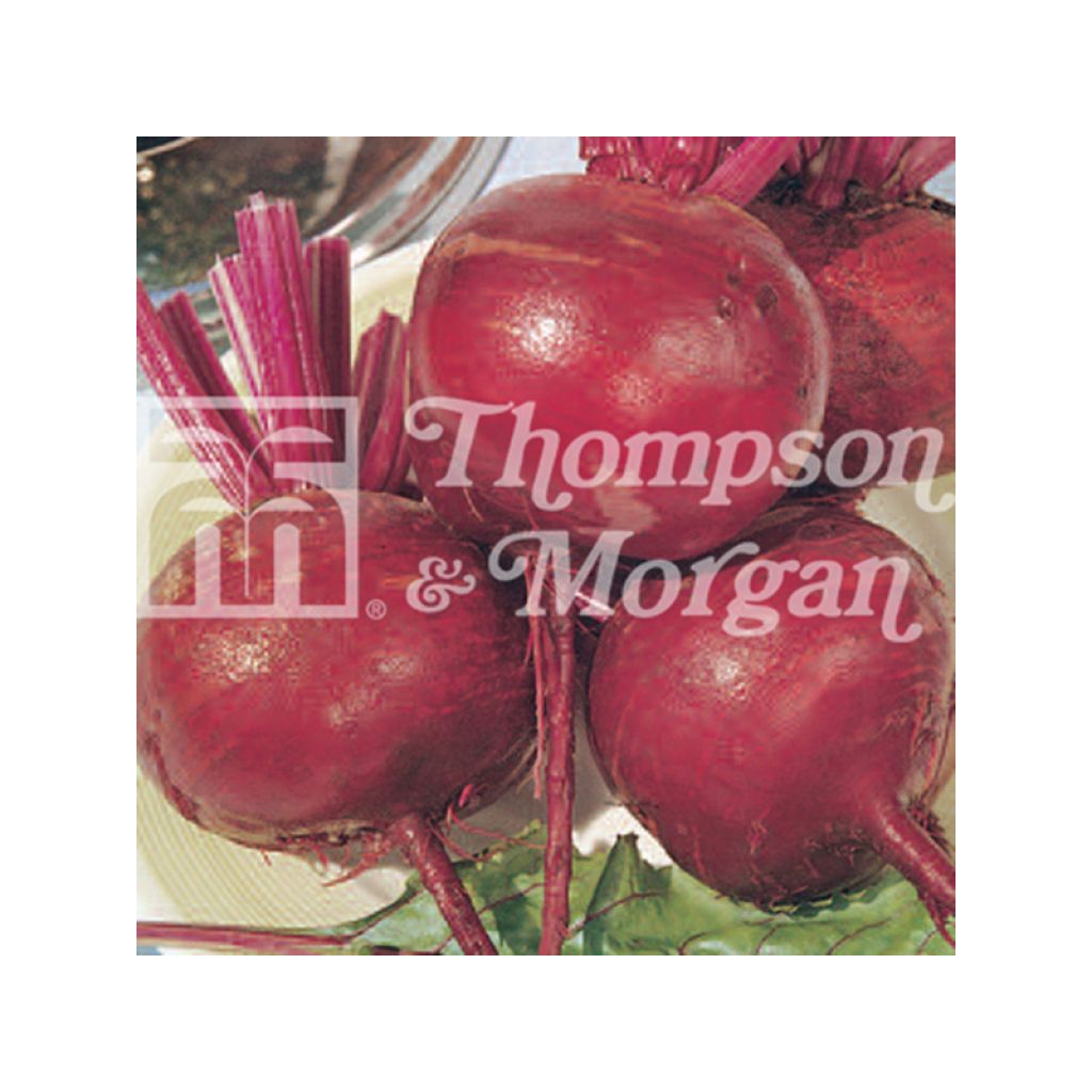 Detroit 2 Crimson Globe Red Beetroot - Beta vulgaris