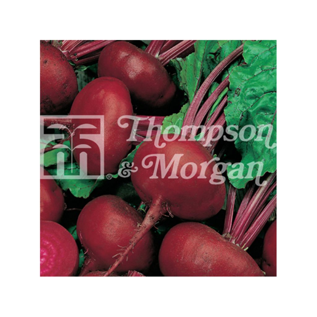 Red Beetroot Paonazza dEgitto - Beta vulgaris
