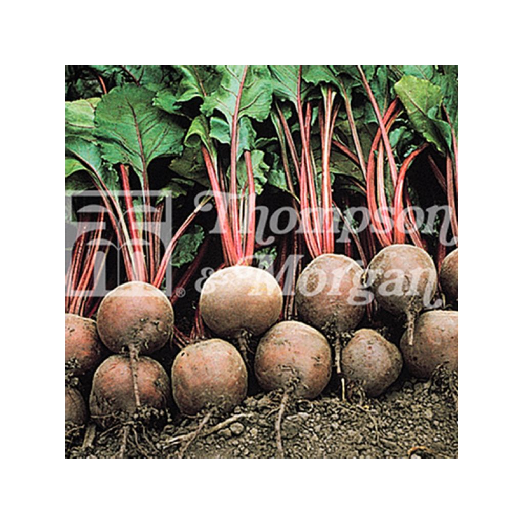 Red Ace F1 Beetroot - Beta vulgaris