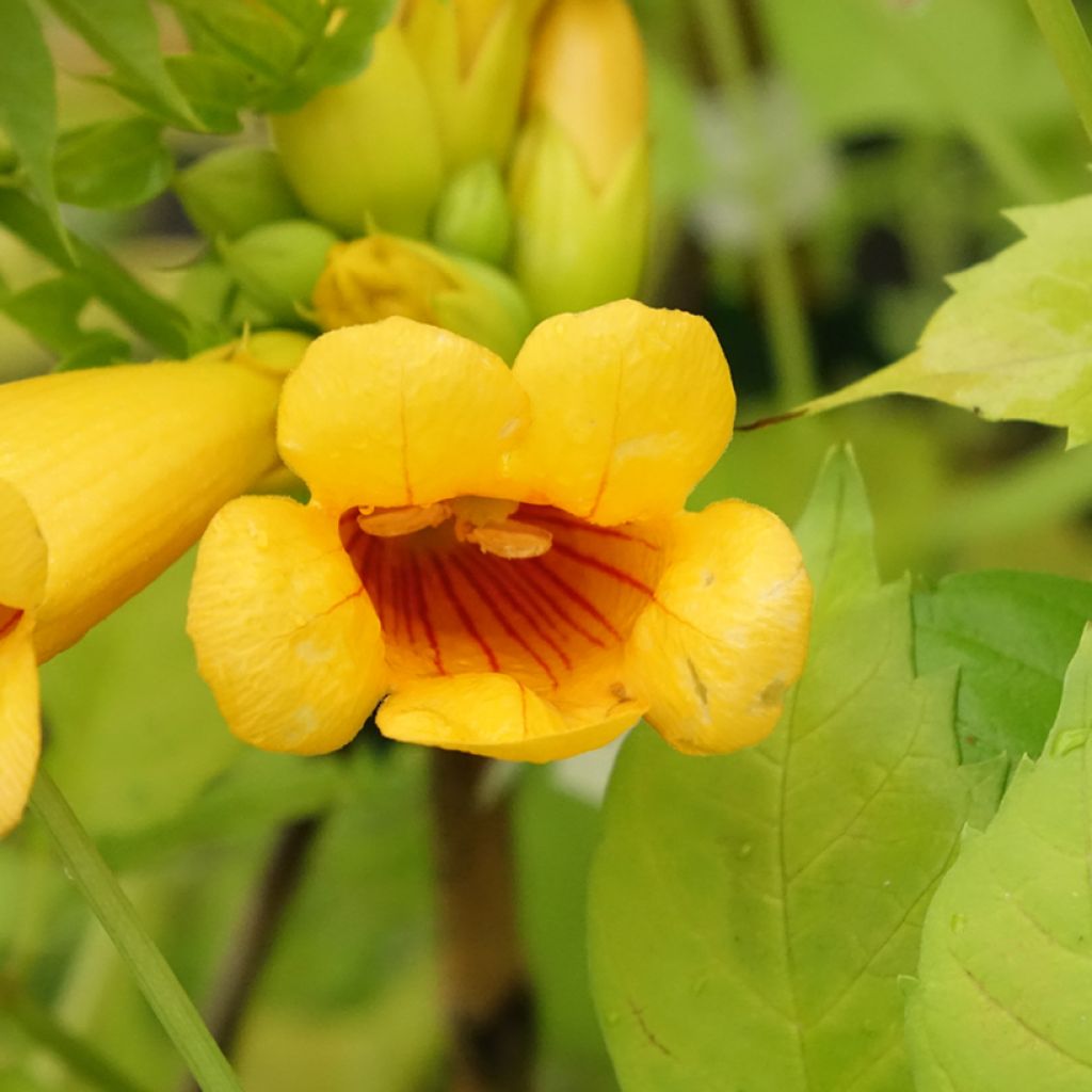 Campsis Orangeade - Trumpet Vine