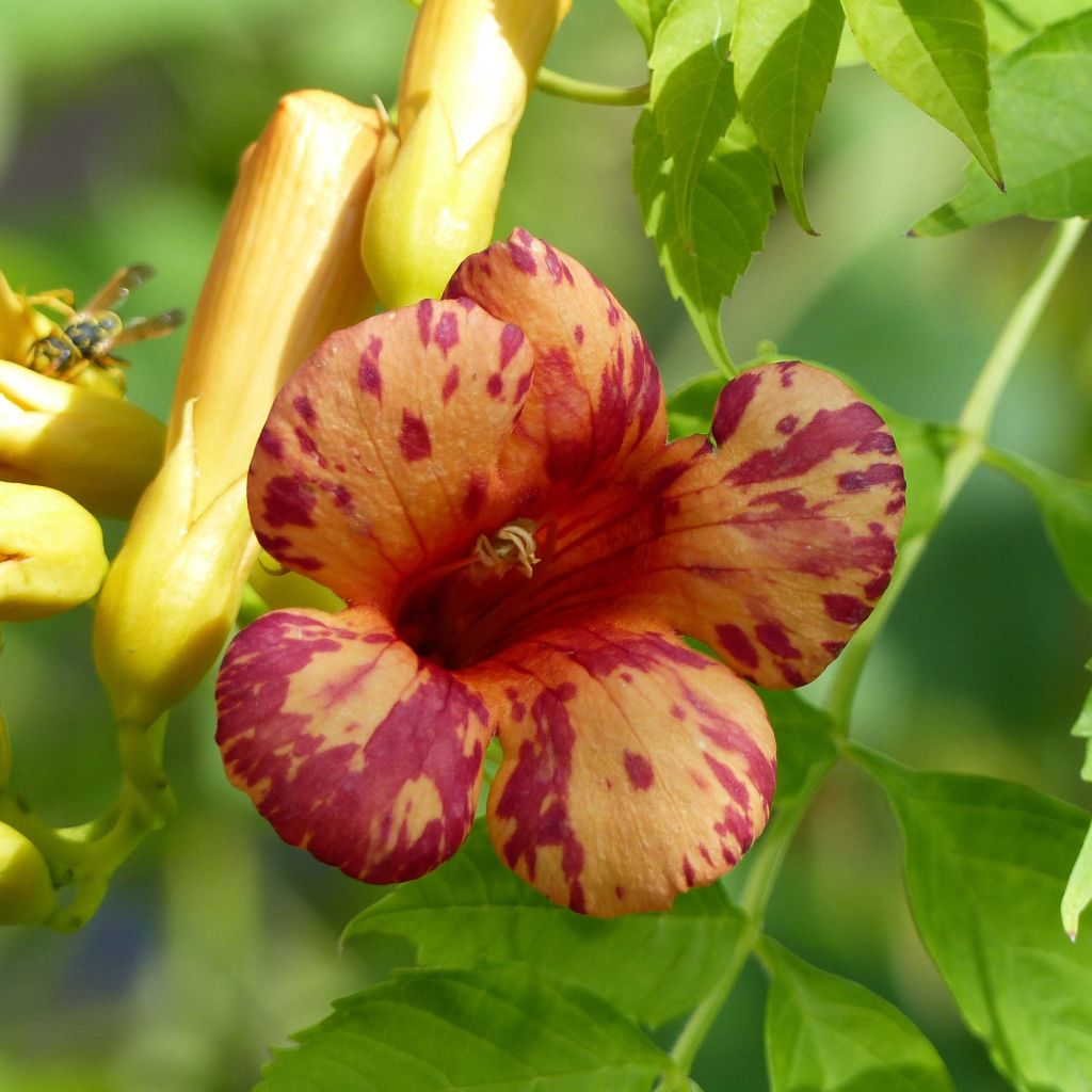 Campsis radicans x grandiflora Orangeade