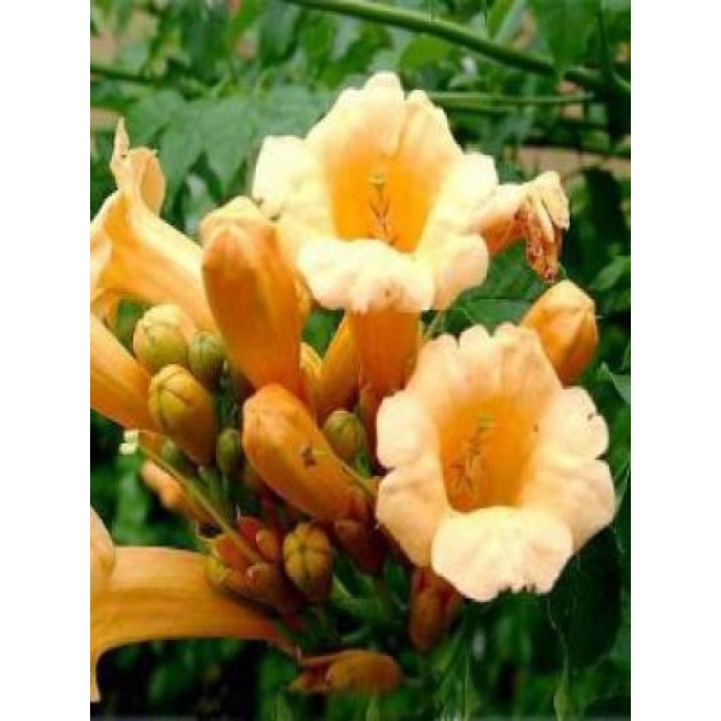Campsis radicans Yellow Trumpet