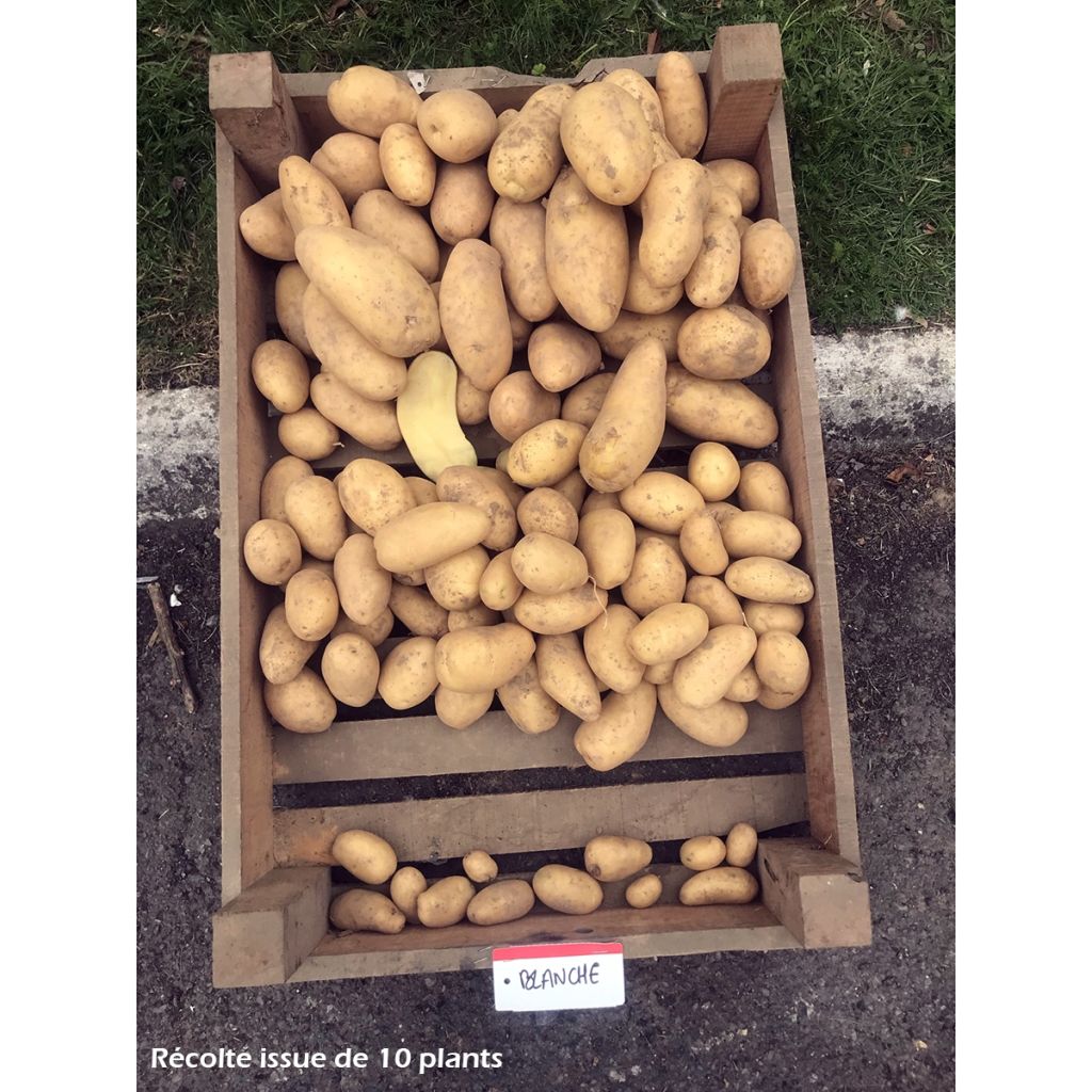 Potatoes White