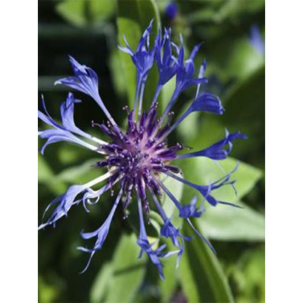 Centaurea montana Coerulea