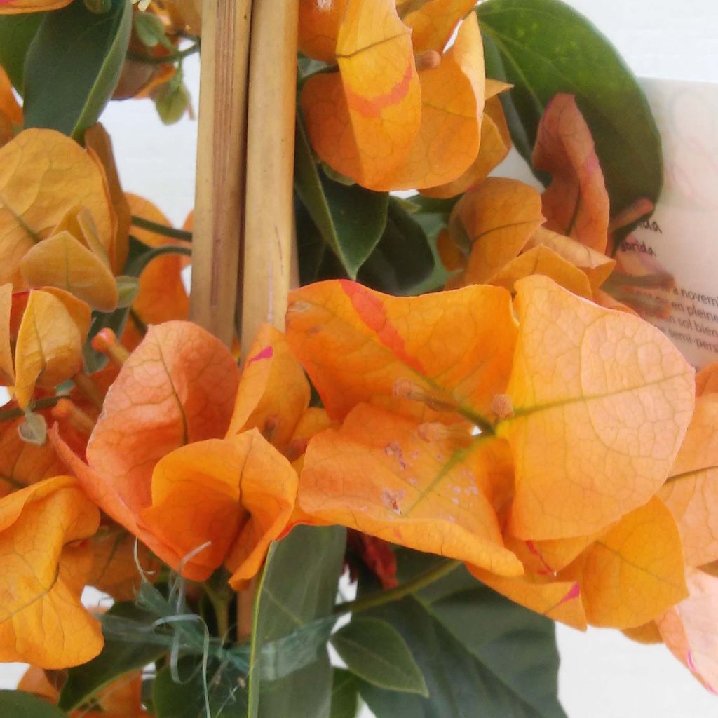 Bougainvillea spectabilis