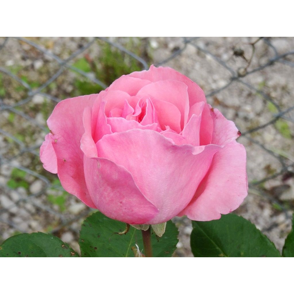 Rosa  Queen Elizabeth - Hybrid Tea Rose