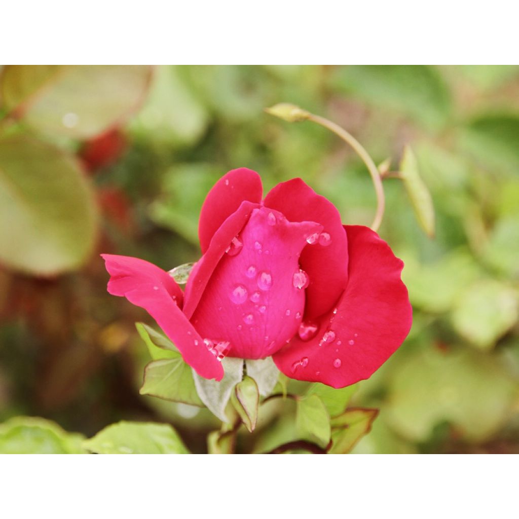 Rosa 'Dame de Coeur'