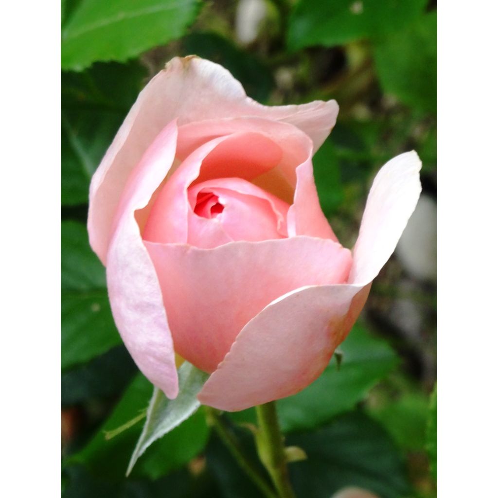 Rosa Heritage
