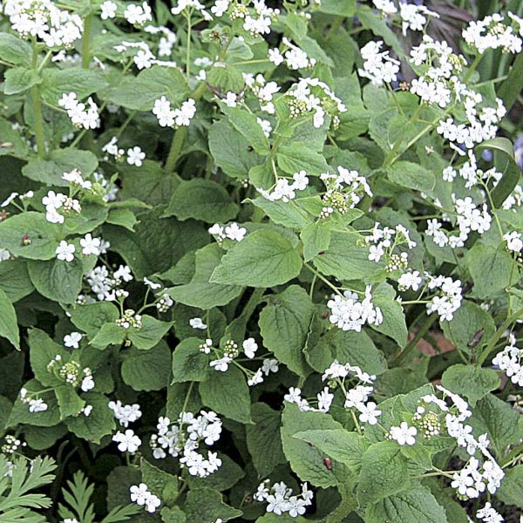 Brunnera macrophylla Betty Bowring - Siberian Bugloss