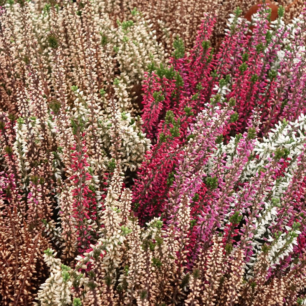 Calluna vulgaris Garden Girls Trio - Heather