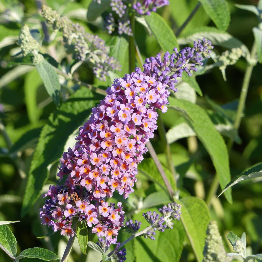 Buddleja Flower Power - Butterfly Bush