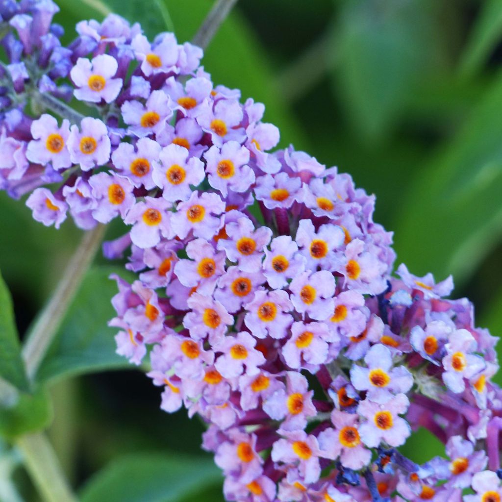 Buddleja Flower Power - Butterfly Bush