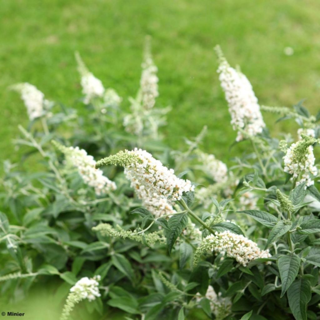 Buddleia White Chip - Butterfly Bush
