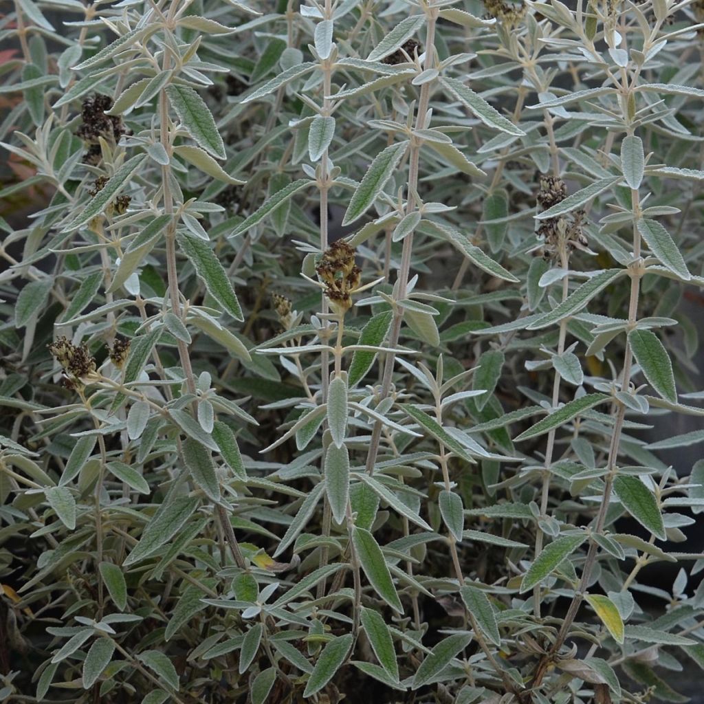 Buddleja Silver Anniversary - Butterfly Bush