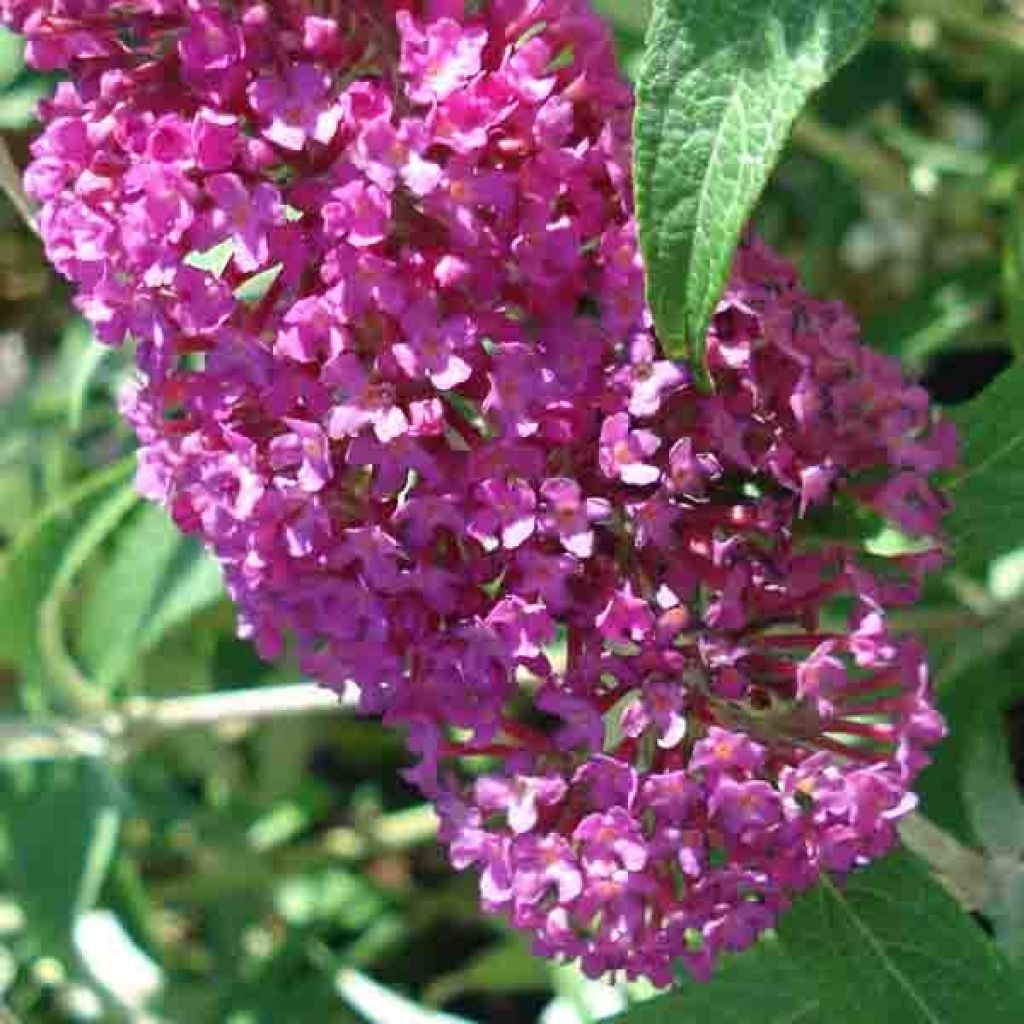 Buddleia davidii Summer Beauty - Butterfly Bush