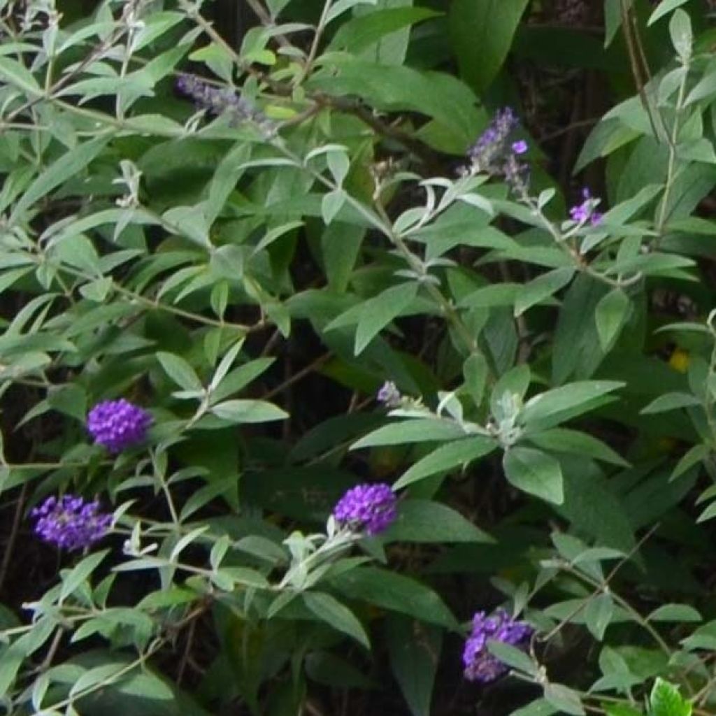 Buddleja davidii Groovy Grape - Butterfly Bush