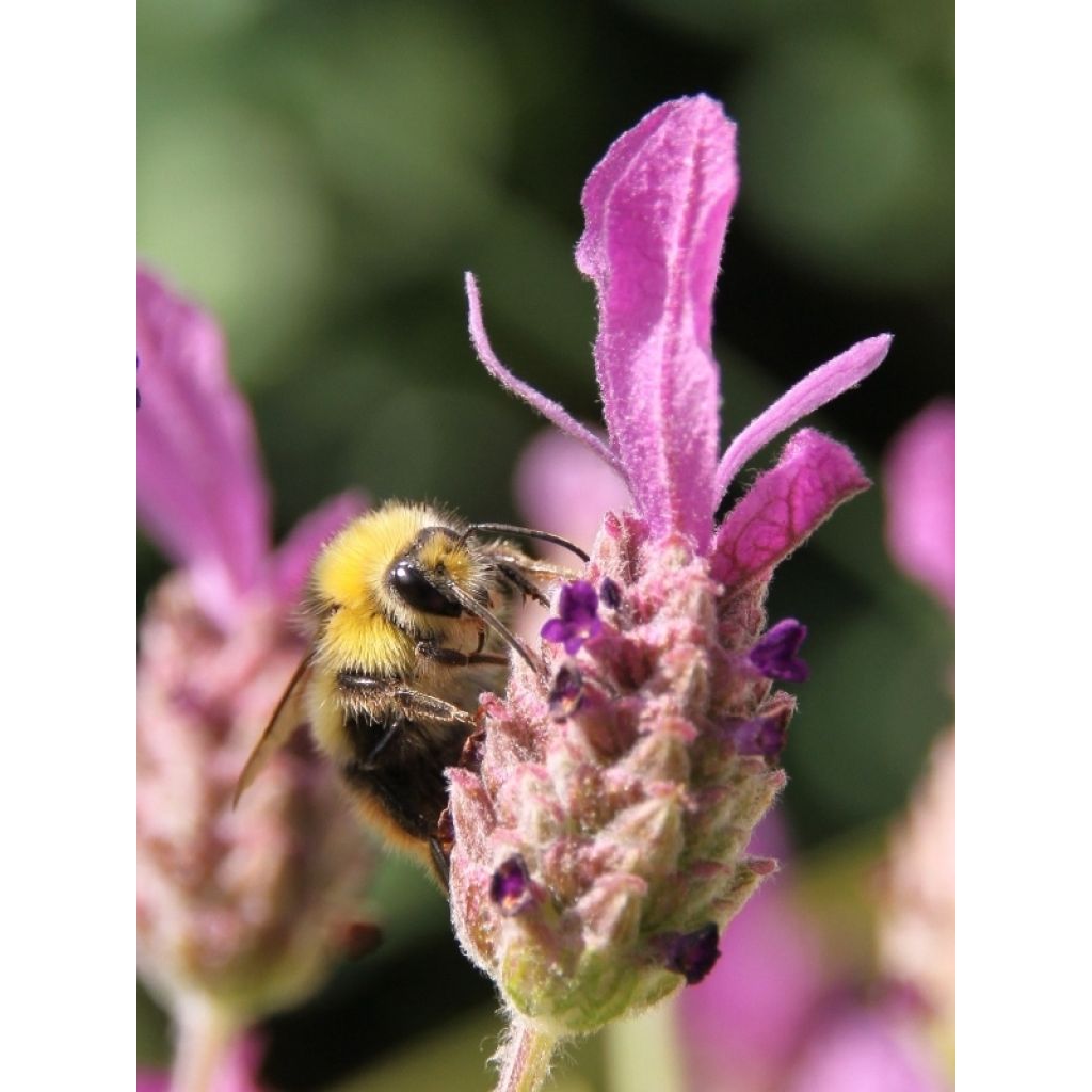 Lavandula stoechas - French Lavender