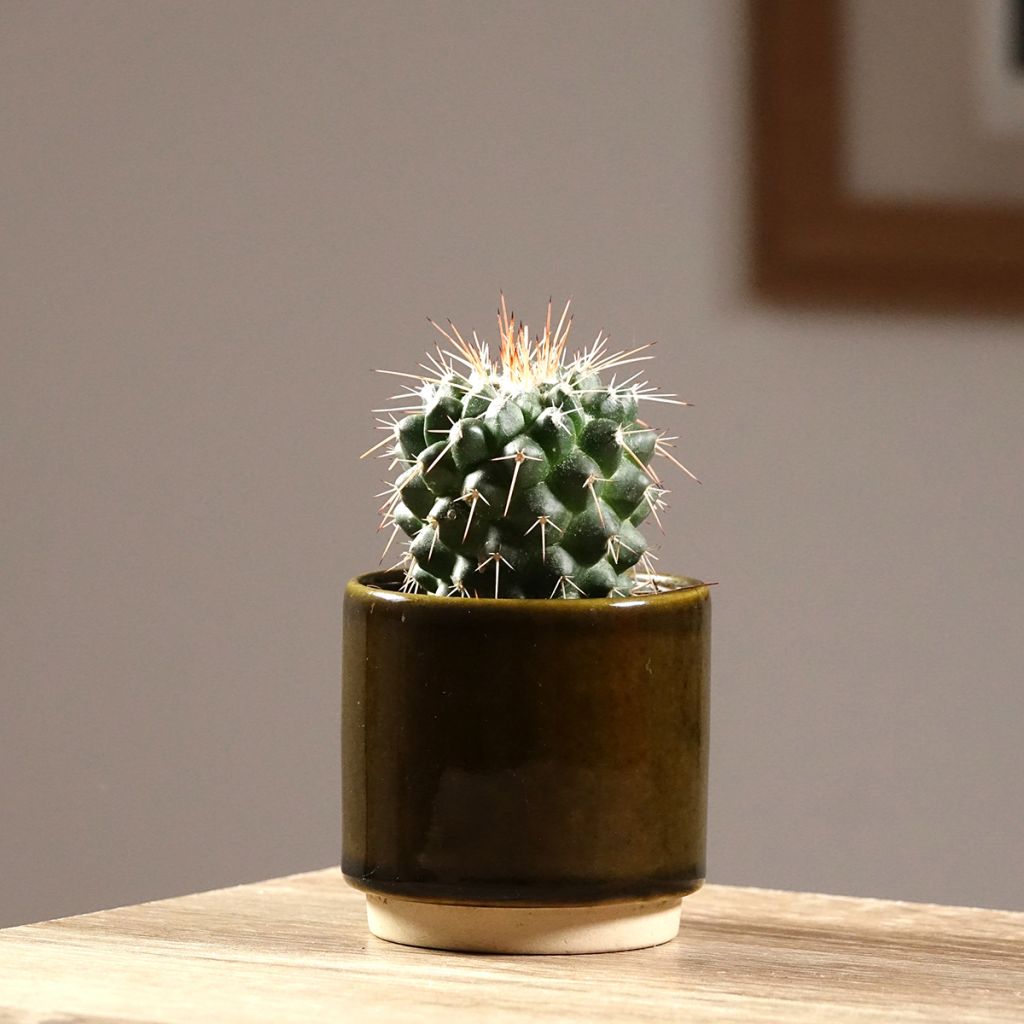 Mammillaria baxteriana - Cactus