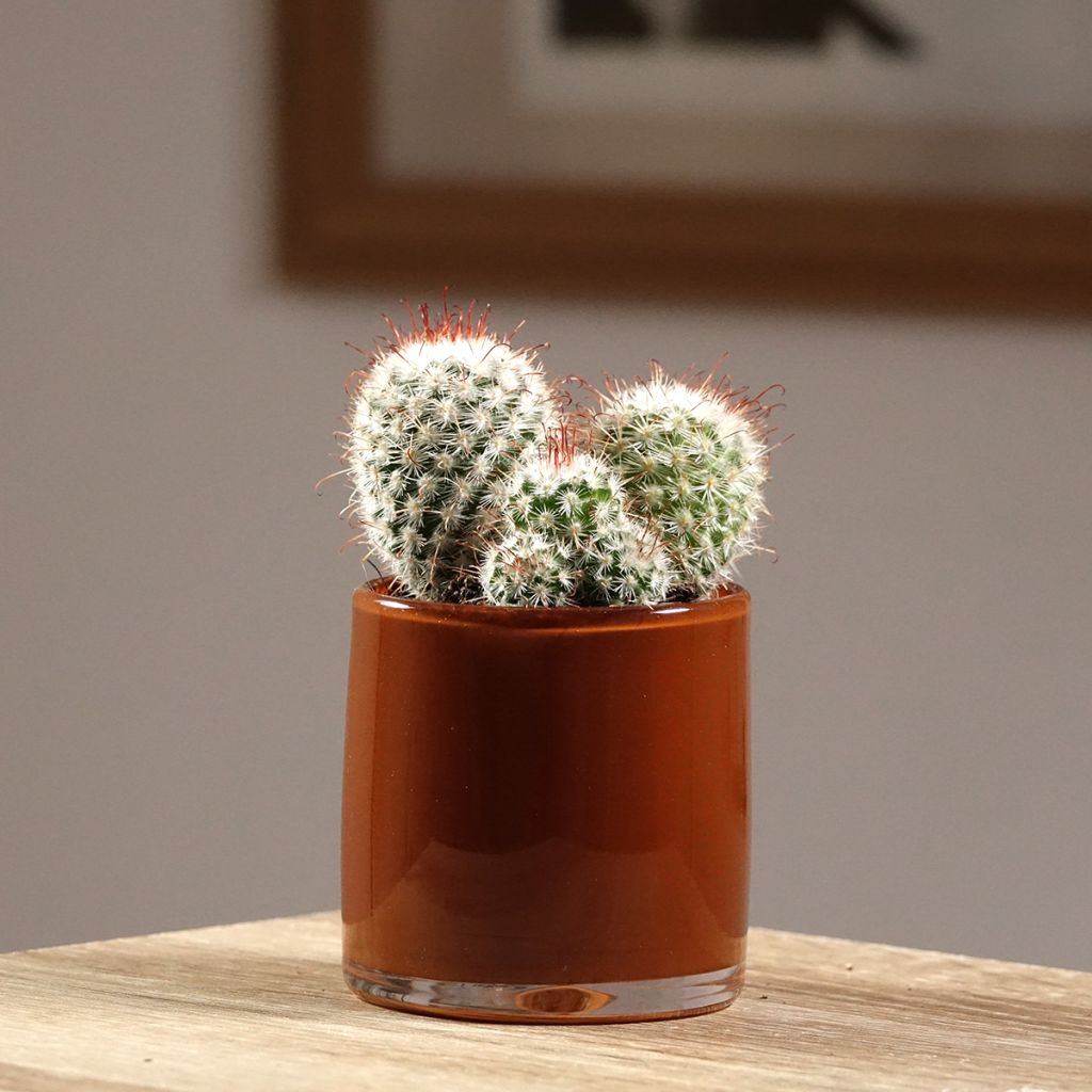 Mammillaria bombycina - Silken pincushion cactus