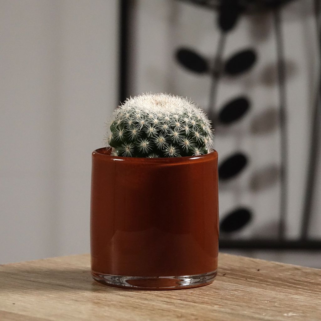 Mammillaria candida - Snowball pincusion