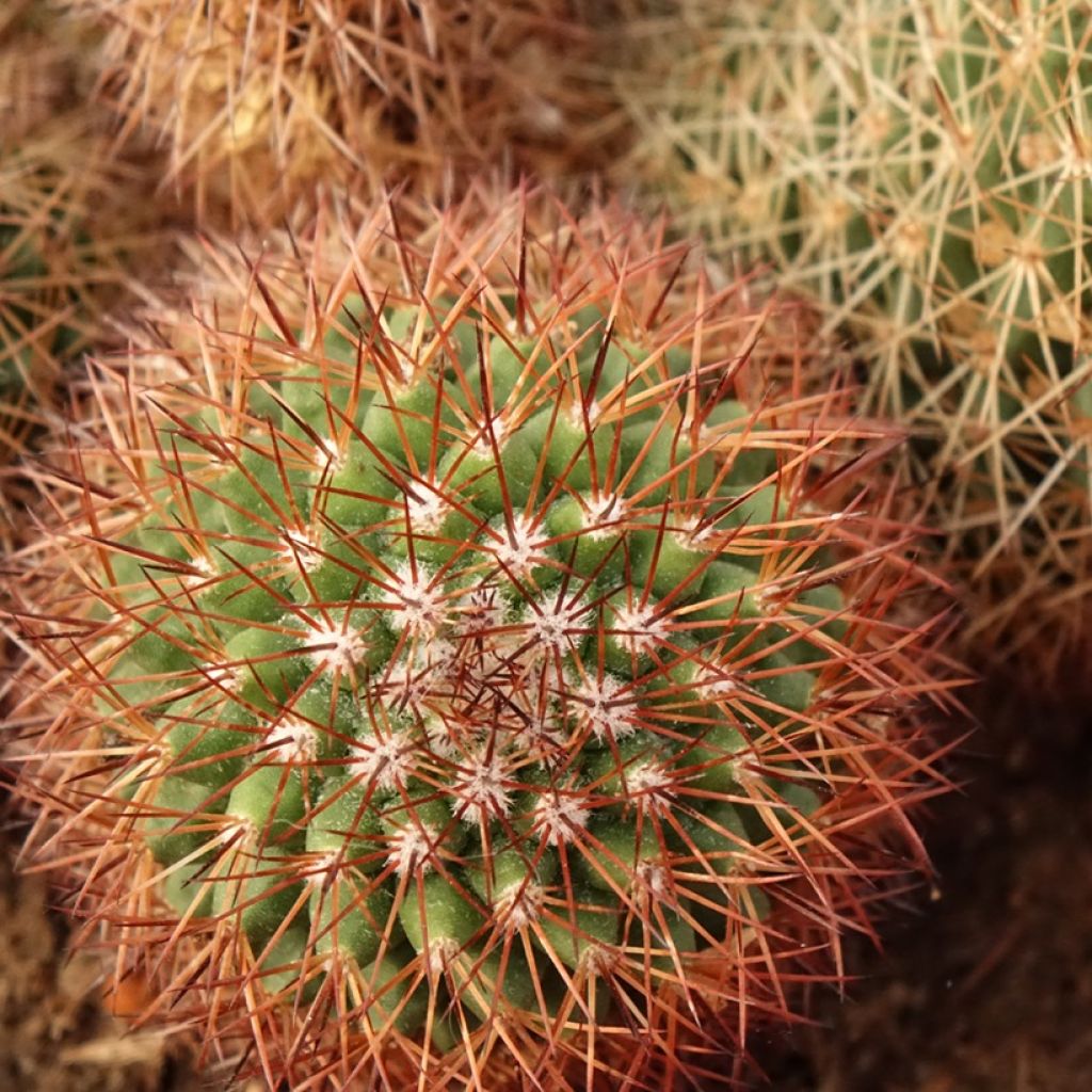 Mammillaria ernestii rubrispina - Cactus