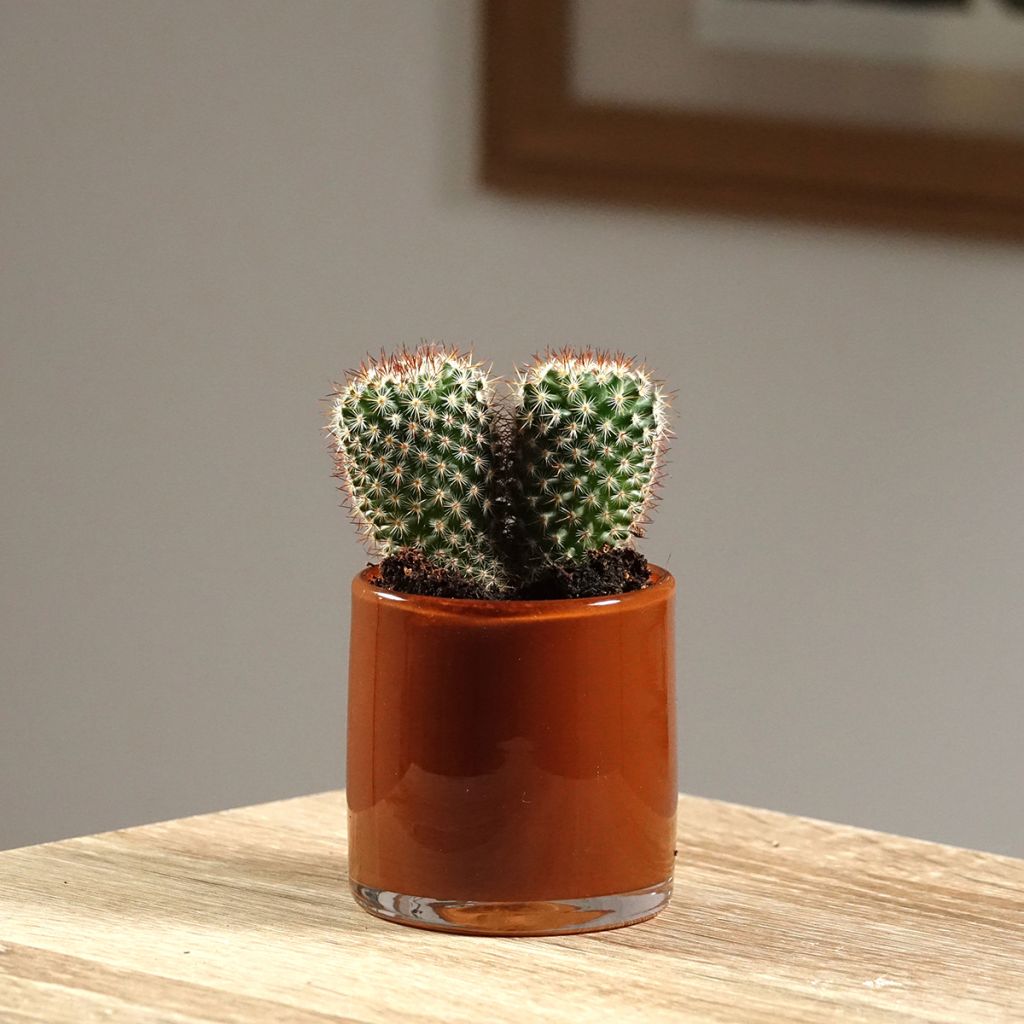 Mammillaria spinosissima f. rubrispina - Red Headed Irishman cactus