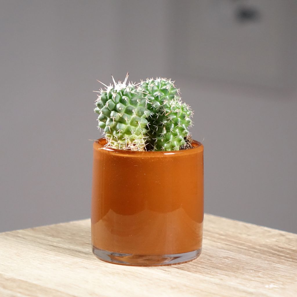 Mammillaria polythele Toluca - Cactus