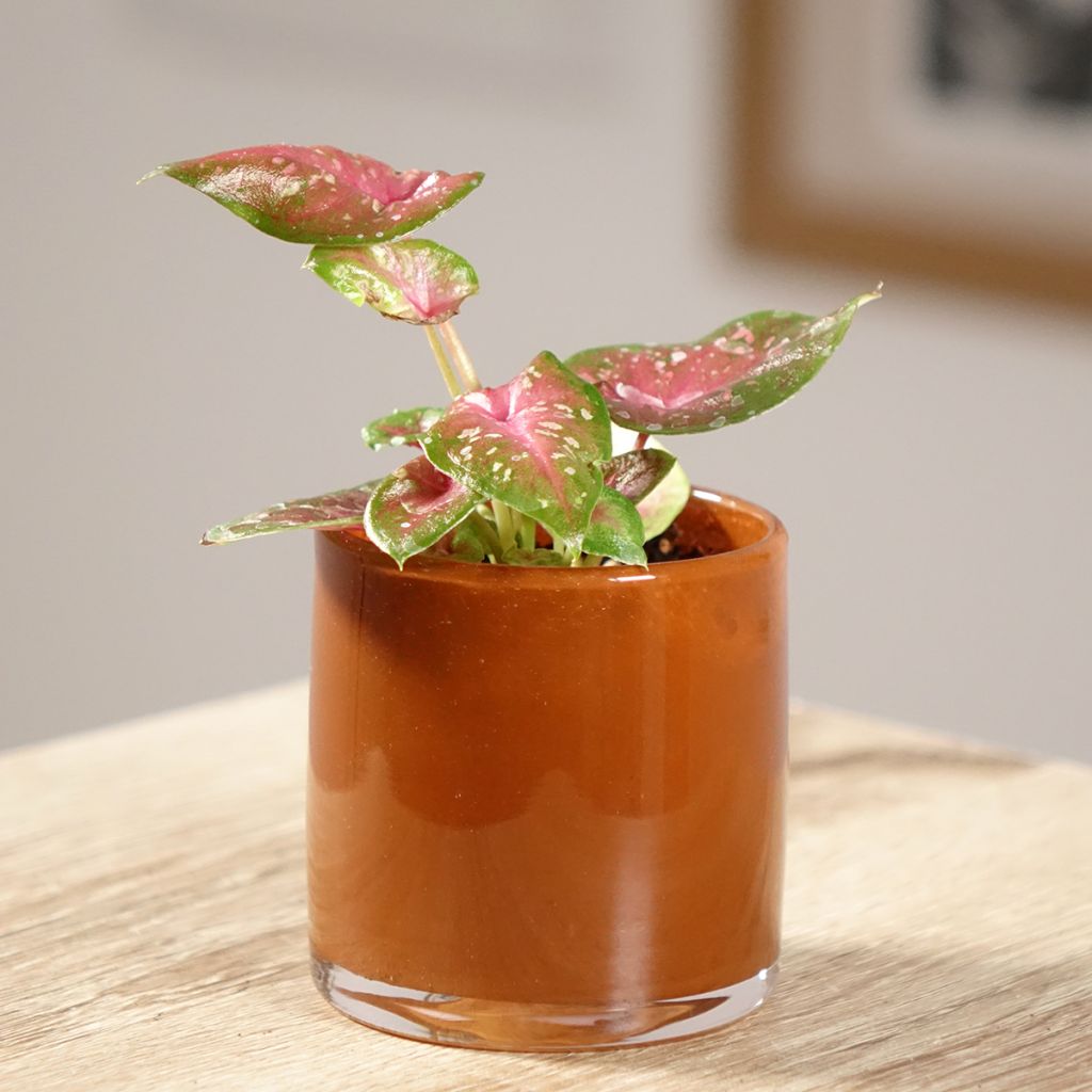 Caladium Casey - Elephant ear