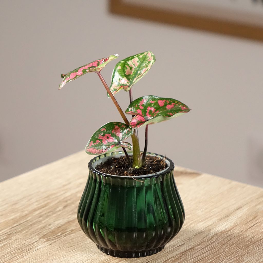 Caladium Purple Light - Elephant ear