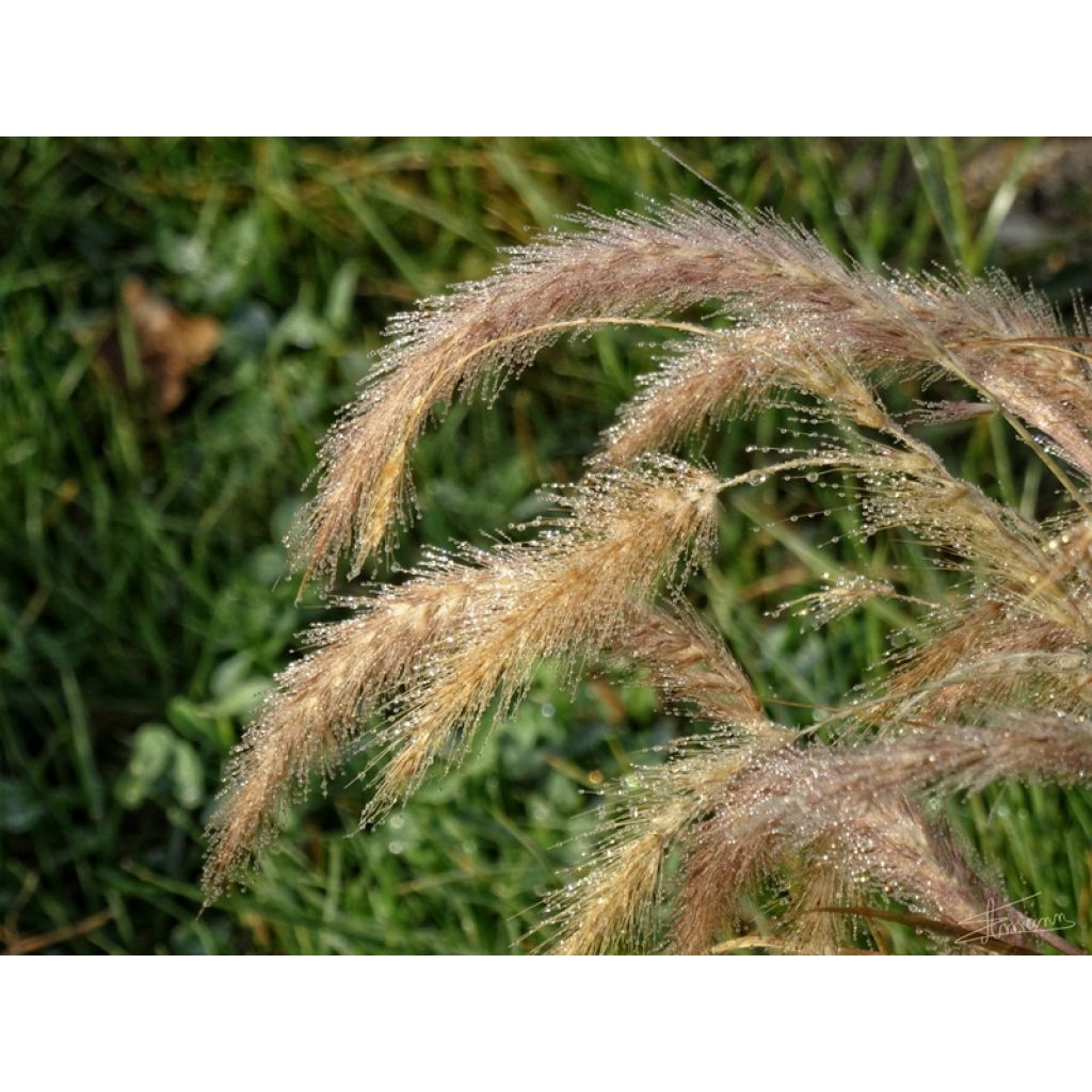 Calamagrostis brachytricha - Feather Reed Grass