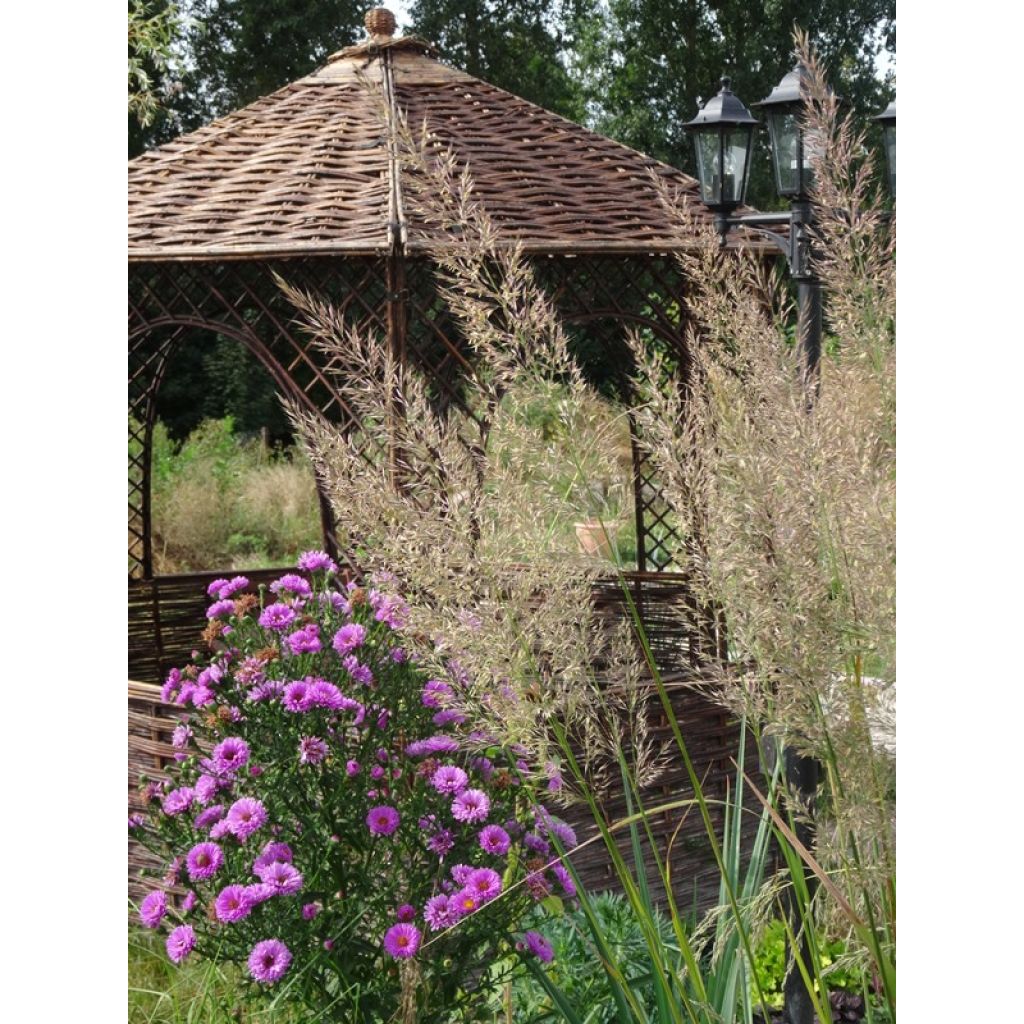 Calamagrostis brachytricha - Feather Reed Grass