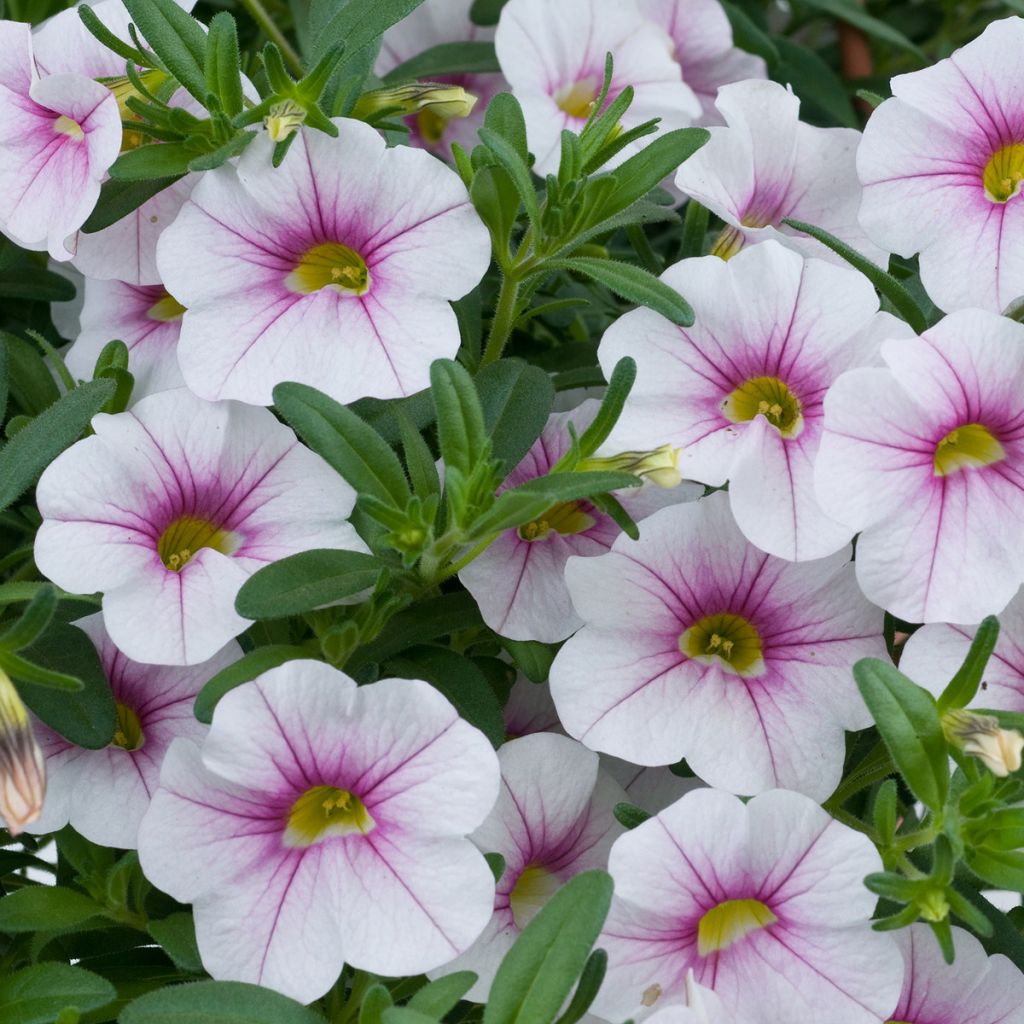 Calibrachoa hybrida Noa Almond Blossom