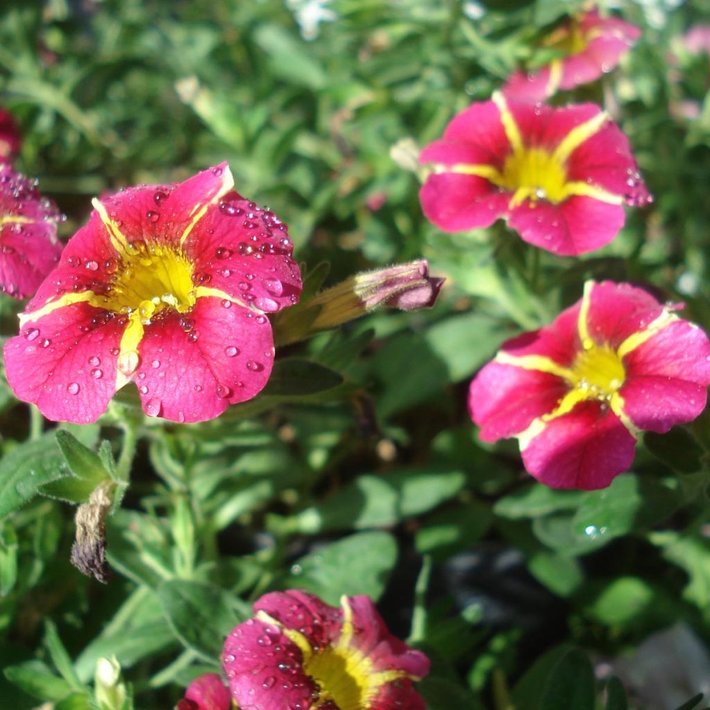 Calibrachoa Superbells Cherry Star - Mini Petunia