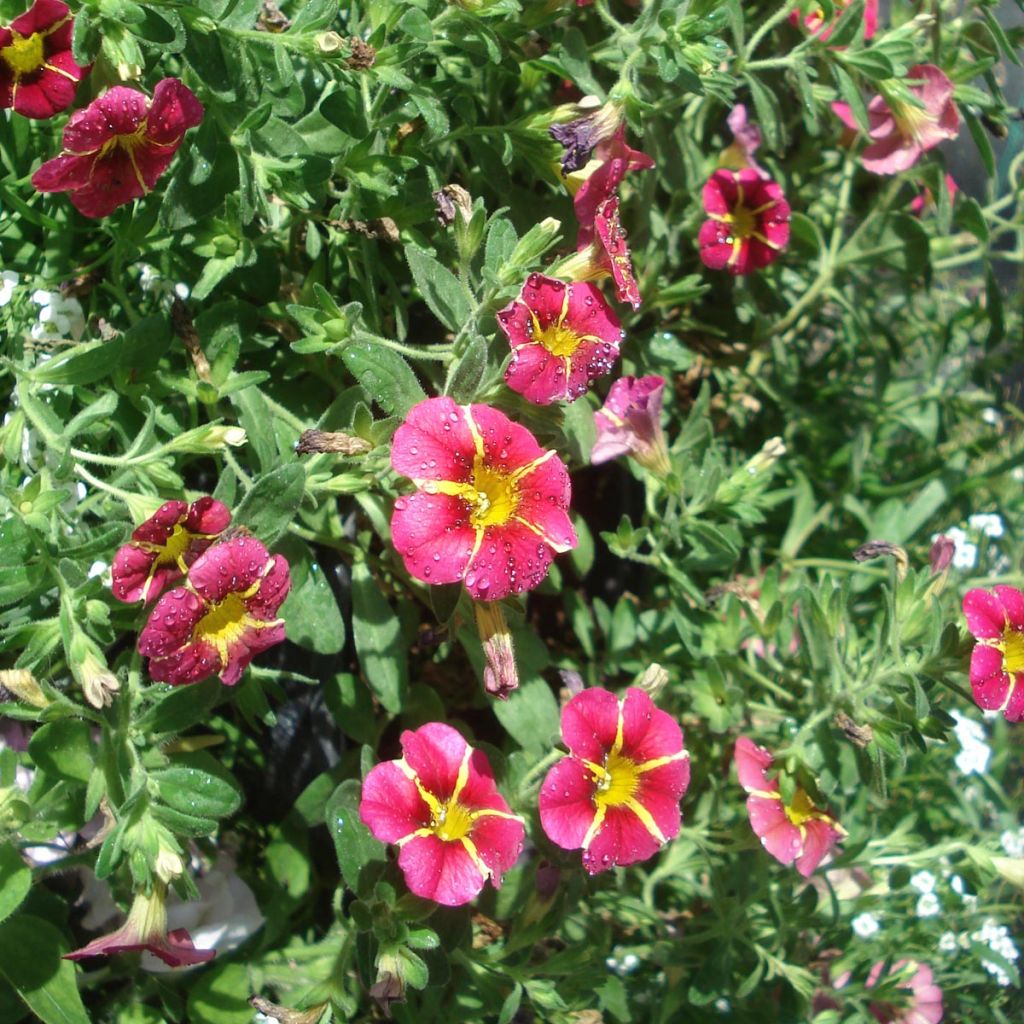 Calibrachoa Superbells Cherry Star - Mini Petunia