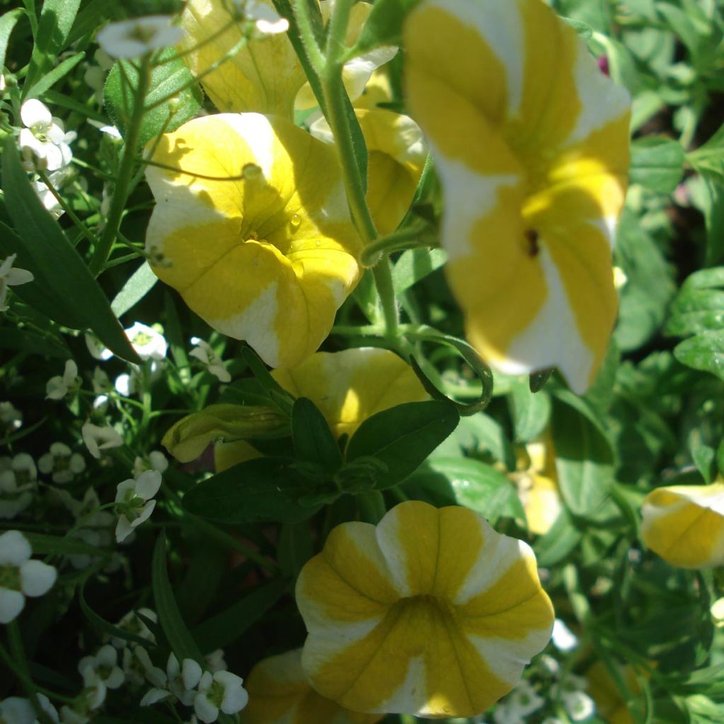 Calibrachoa Superbells Lemon Slice - Mini-Petunia